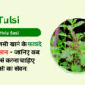 तुलसी खाने के फायदे और नुकसान