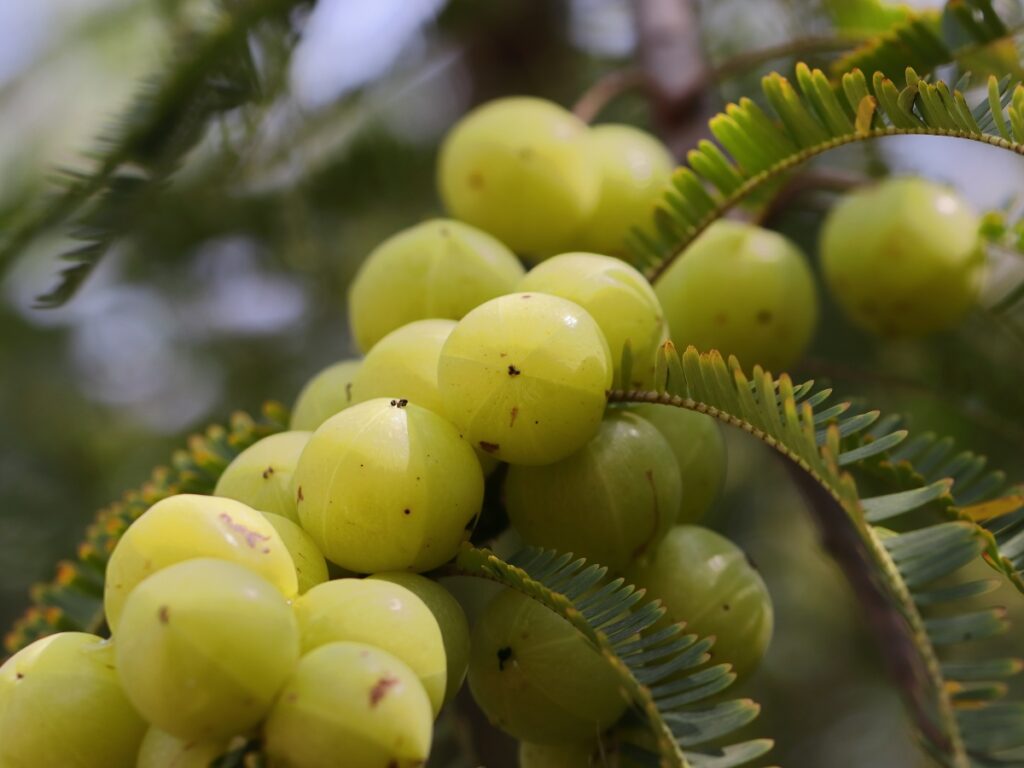 पतले और झड़ते बालों के लिए 5 असरदार आयुर्वेदिक नुस्खे – तेजी से बाल बढ़ाने के घरेलू उपाय! 2 ग्रीन टी पीने के फायदे और नुकसान – क्या यह आपके स्वास्थ्य के लिए सही है 1200 x 900 px 3