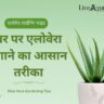 घर पर एलोवेरा उगाने का आसान तरीका - एलोवेरा गार्डनिंग गाइड
