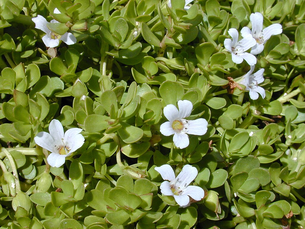 Brahmi Health Benefits in Hindi: ब्राह्मी एक दिमाग तेज़ करने और नींद सुधारने वाली जड़ी-बूटी 2 Bacopa monnieri