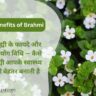 Brahmi Health Benefits in Hindi