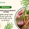 शतावरी के फायदे, उपयोग, नुकसान और सावधानियाँ | Shatavari Benefits, Uses, Side Effects in Hindi