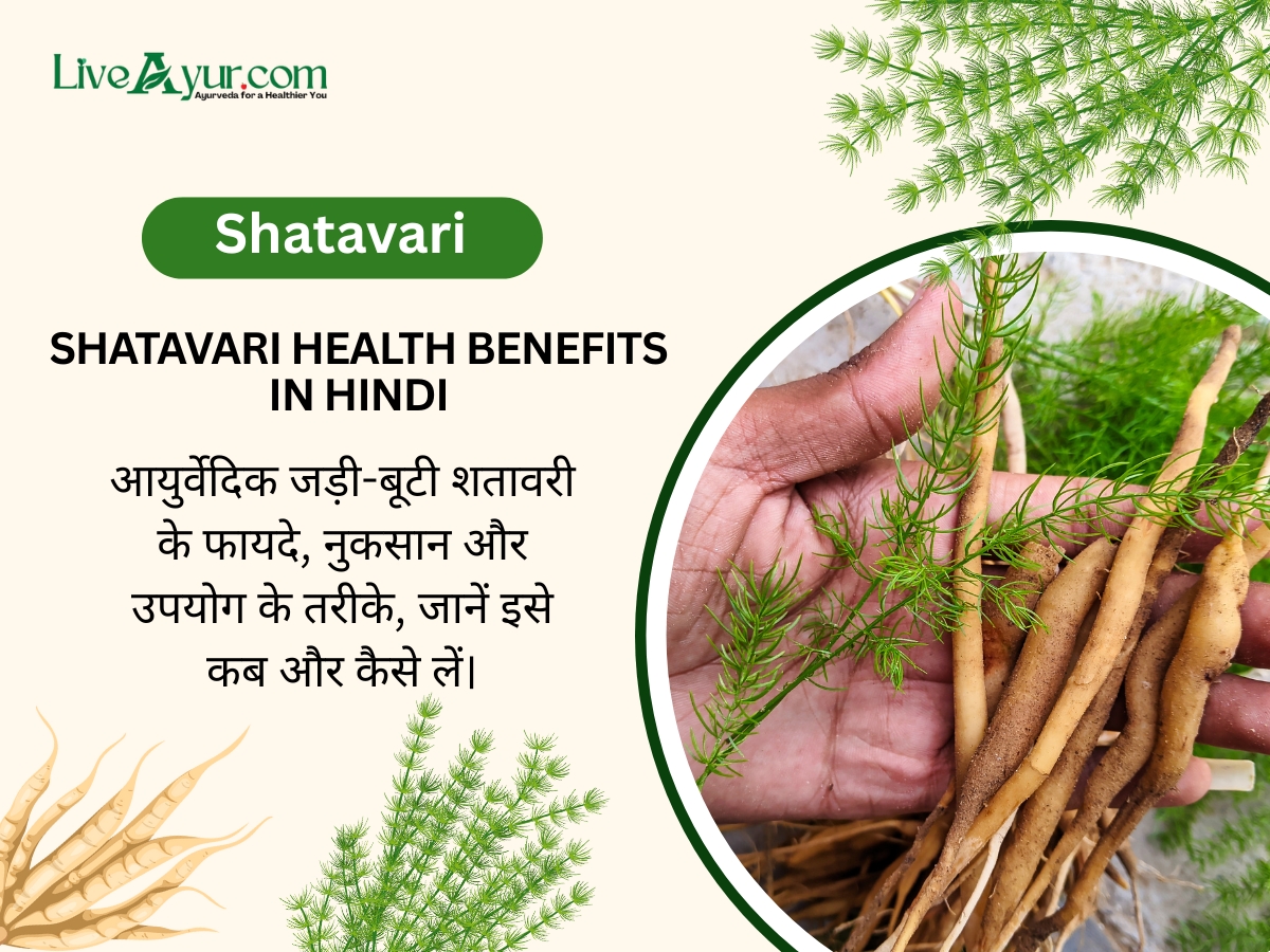 शतावरी के फायदे, उपयोग, नुकसान और सावधानियाँ | Shatavari Benefits, Uses, Side Effects in Hindi
